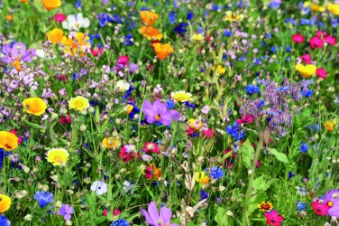 Logo trade promotional gifts picture of: Flowers mix seeds in envelope