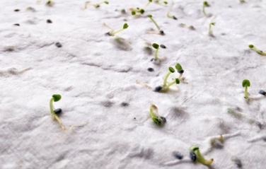 Logo trade promotional giveaways image of: A6 wildflower seed paper sheet