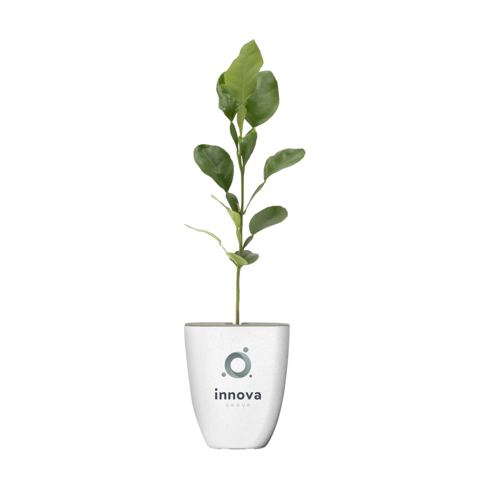 Logotrade promotional giveaway picture of: Treemore Letterbox Trees Kaffir Lemon