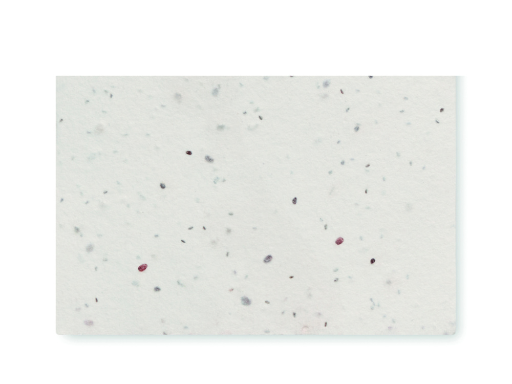 Logo trade promotional products picture of: Wildflower seed business card.