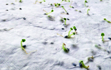 Logotrade promotional items photo of: Wildflower seed business card.