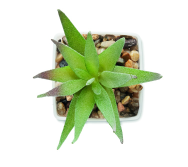 Лого трейд pекламные cувениры фото: Mini artificial plant